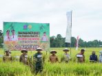 Bupati Bone Panen Perdana Program IP 400, Asman : Program Untuk Tingkatkan Kesejahteraan Petani