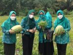Lihat Keseruan Ibu-ibu PKK Luwu Utara Panen Semangka di Desa Lantang Tallang