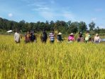 17 Tahun Tak Ada Aktivitas Budidaya Padi, Warga Salubomban Kembali Nikmati Panen Perdana