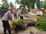 Kembali Beraksi, Tim SAR Brimob Bone Tebang Pohon Lapuk Yang Bahayakan Warga