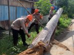 Bersama Warga, Personel Brimob Tebang 2 Pohon Besar Ancam Keselamatan