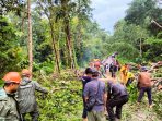 Respon Cepat Tim SAR Brimob Bone Evakuasi Pohon Tumbang Di Palakka 