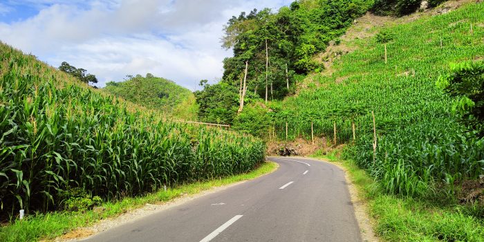 Cerita Pengendara Saat Melintas di Bypass Sumpallabbu: Saya Rem Mendadak, Anak Terpental di Mobil