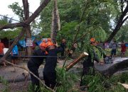 Pohon Tumbang Sebabkan Macet, SAR Brimob Bone Gerak Cepat Urai Kemacetan