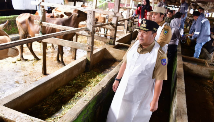 Bantu Peternak di Maros, 45 Ekor Sapi Lokal Jalani Inseminasi