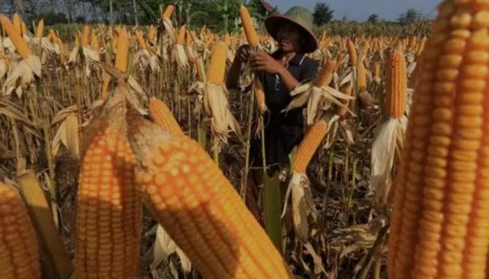 Petani di Bone Menjerit Harga Jagung Jatuh Ketika Panen: Kita Rugi