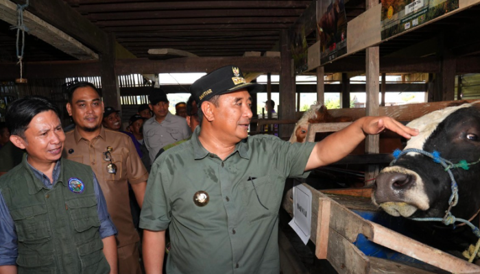 Tingkatkan Produksi Ternak, Pj Gubernur Lakukan Inseminasi Buatan di Sidrap dan Barru