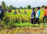 Musim Panen di Bone, Sawah Program IP400 dapat 10.51 Ton Per Hektar