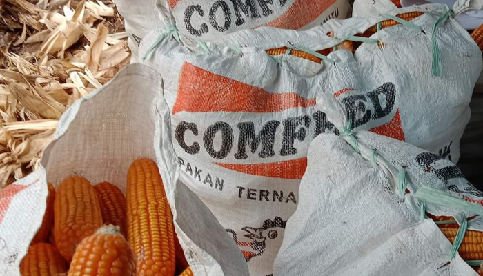 Pasca Petani Menjerit, Bulog Bone Jemput Bola Beli Jagung