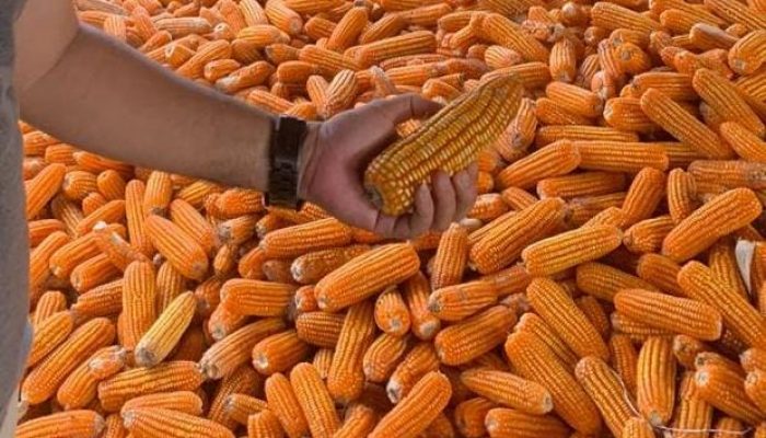 Bulog Bone Klaim Harga Jagung Masih Bagus, Cek Segini Harganya