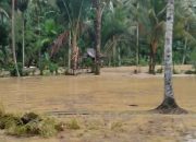 Sawah Terendam Banjir, Padi Sudah Panen Tersapu Arus