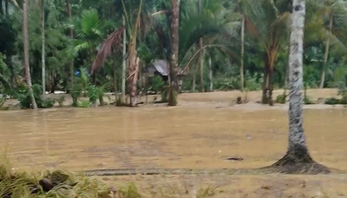 Sawah Terendam Banjir, Padi Sudah Panen Tersapu Arus