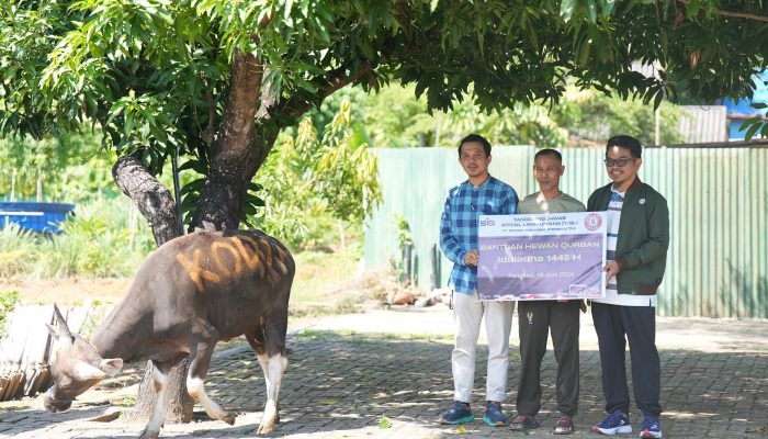 31 Hewan Qurban Diserahkan Semen Tonasa untuk 11 Desa dan Kelurahan