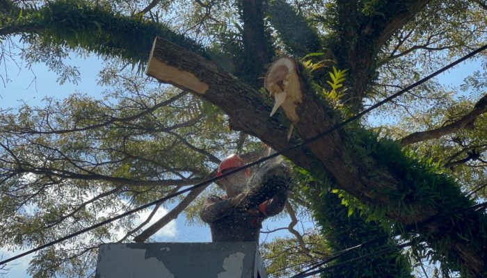 Tim SAR Brimob Bone Evakuasi Pohon Lapuk di Depan Kampus