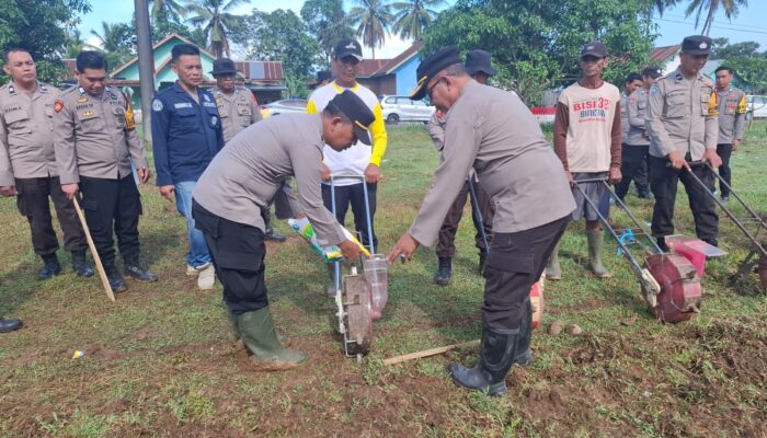 Dukung Ketahanan Pangan Nasional, 5 Polsek di Bone Tanam Jagung di Mattiro Bulu