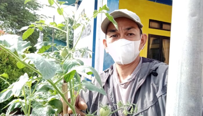 Kreatif! Budidaya Sayur Organik dengan Media Tanam Limbah Pertanian