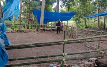 Dikenal ‘Kandang’ Judi Sabung Ayam, Polisi Gerebek Lokasi Judi Sabung Ayam di Tajong