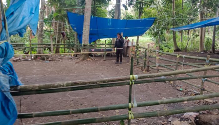 Dikenal ‘Kandang’ Judi Sabung Ayam, Polisi Gerebek Lokasi Judi Sabung Ayam di Tajong
