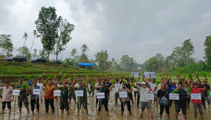 Bupati Bone Tanam Padi di Bengo,  Dijamu Di Tengah Sawah, Gaungkan Pertanian Ramah Lingkungan