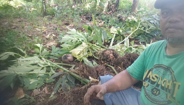 Eks Ketua HIPMI Sinjai Dukung Pabrik Porang di Sinjai