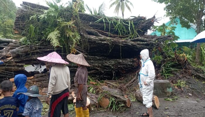 Beringin Sepuh di Sinjai Selatan Tumbang,  Putus Akses Jalan dan Listrik