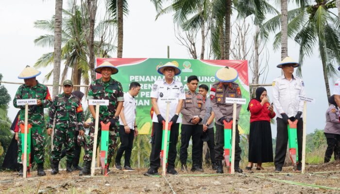 Dukung Swasembada Pangan 2025, Tanam Jagung Serentak Digelar di Ulaweng Bone