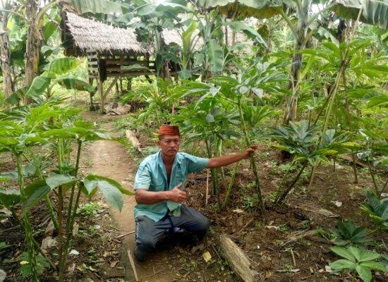 Petani Sinjai Harap Pembangunan Porang Digenjot