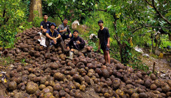 Penulis Buku Biografi Gubernur Kaltara Dukung Pembangunan Pabrik Porang