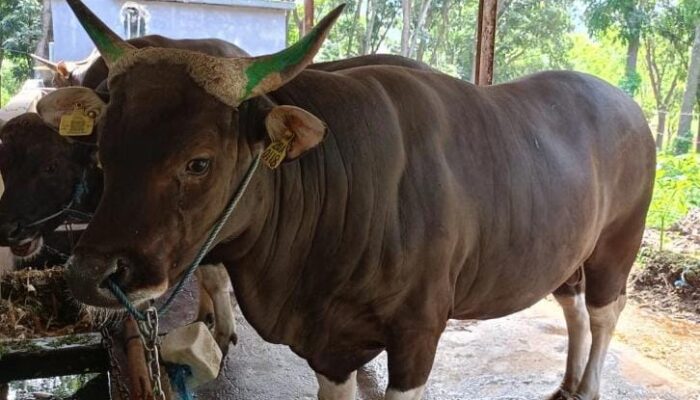 Bone Terima Bantuan 70 Ekor Bibit Sapi dari Pusat, Bupati Minta Jaga Untuk Sejahterakan Rakyat