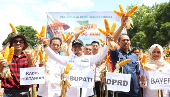 Luncurkan Benih Jagung Hibrida DK79C KUAT, Bupati Bone : Tingkatkan Kesejahteraan Petani