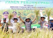 Bupati Bone Panen Raya di Lokasi Brigade Pangan Ujung, Sulap 3 Ton Jadi 8 Ton Per Hektar