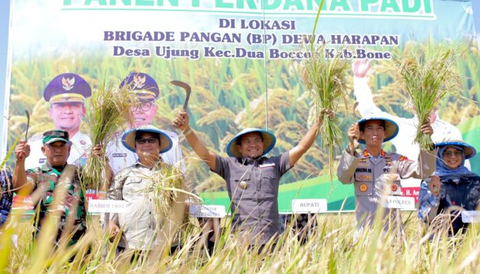 Bupati Bone Panen Raya di Lokasi Brigade Pangan Ujung, Sulap 3 Ton Jadi 8 Ton Per Hektar