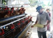 Bupati Bone Panen Telur Ayam Merah Putih, Dorong Ketahanan Pangan dan Ekonomi