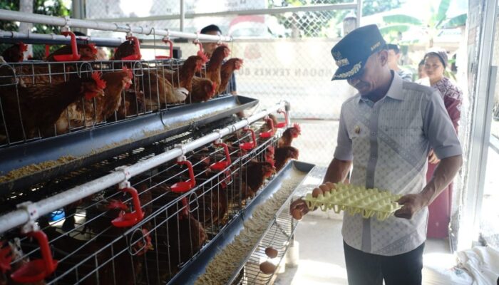 Bupati Bone Panen Telur Ayam Merah Putih, Dorong Ketahanan Pangan dan Ekonomi
