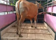 Polres Bone Amankan Pelaku Pencurian Sapi Betina, Sempat Diperjualbelikan