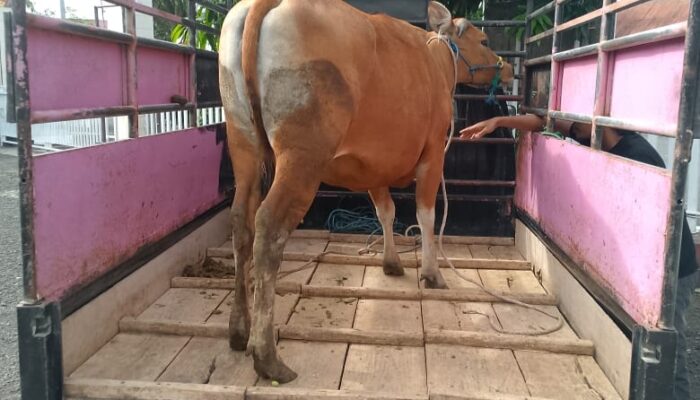 Polres Bone Amankan Pelaku Pencurian Sapi Betina, Sempat Diperjualbelikan