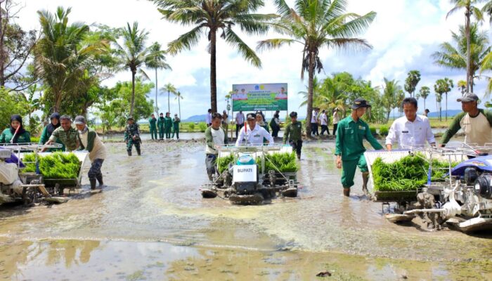 Tanam Perdana Padi di Ajangale, Bupati Bone Dorong Pertanian Ramah Lingkungan dan Berkelanjutan