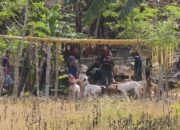 Babi hutan hasil buruan