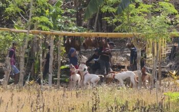 Babi hutan hasil buruan