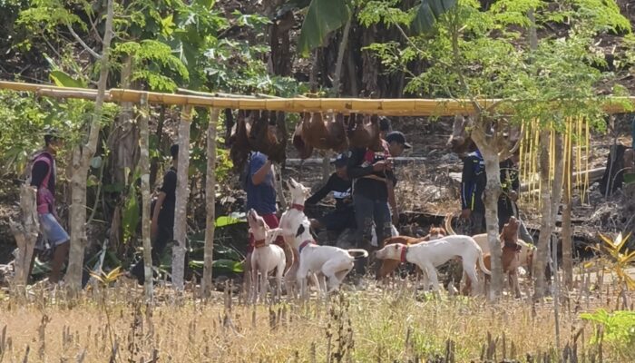 Maddengeng Jelang Musim Tanam di Alinge Bone, Tradisi Basmi Hama Babi