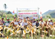Semangati Petani, Bupati Bone Panen Raya Jagung di Lereng Bontocani