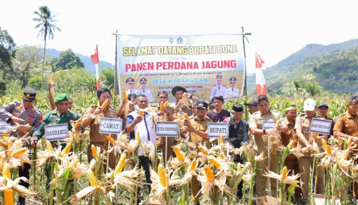 Semangati Petani, Bupati Bone Panen Raya Jagung di Lereng Bontocani