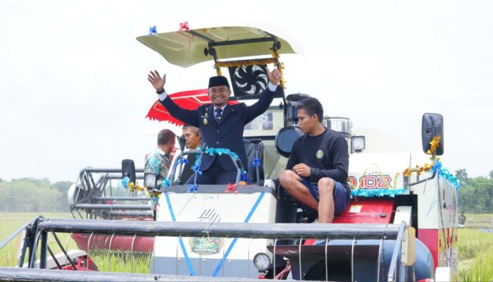 Panen Raya di Cenrana, Bupati Bone Dorong Swasembada Pangan Berkelanjutan