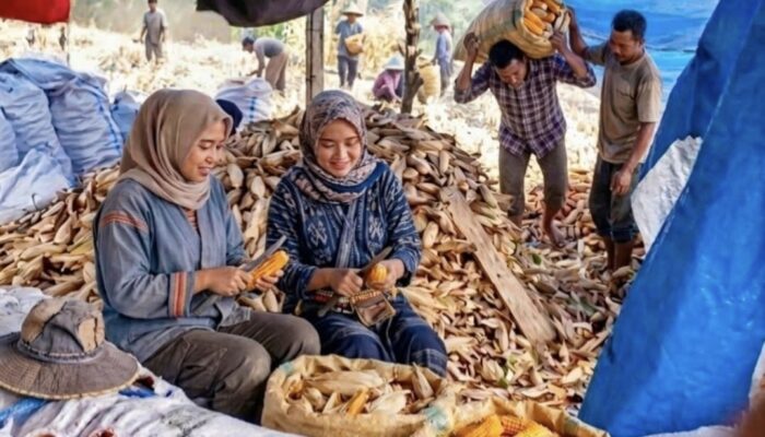 MasseppE, Cara Asyik Petani di Bone Silaturahmi Sambil Cuan Usai Lebaran Idulfitri