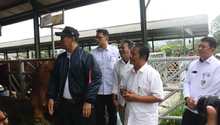 Kementan Perkuat Produksi Daging Nasional Lewat Pengembangan Sapi Belgian Blue Berbasis Genetika