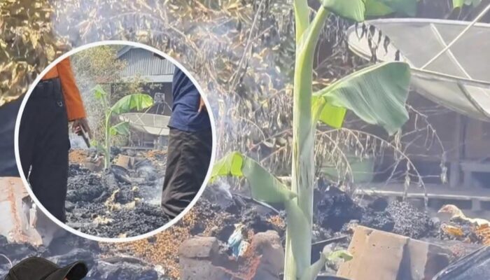 Pohon Pisang Tak Hangus di Lokasi Kebakaran jadi Perbincangan
