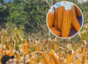 Petani di Bone Senang Harga Jagung Makin Menyala: Rp4700- Rp5000an per Kg