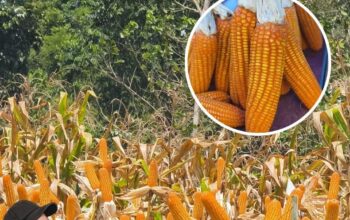 Petani di Bone Senang Harga Jagung Makin Menyala: Rp4700- Rp5000an per Kg