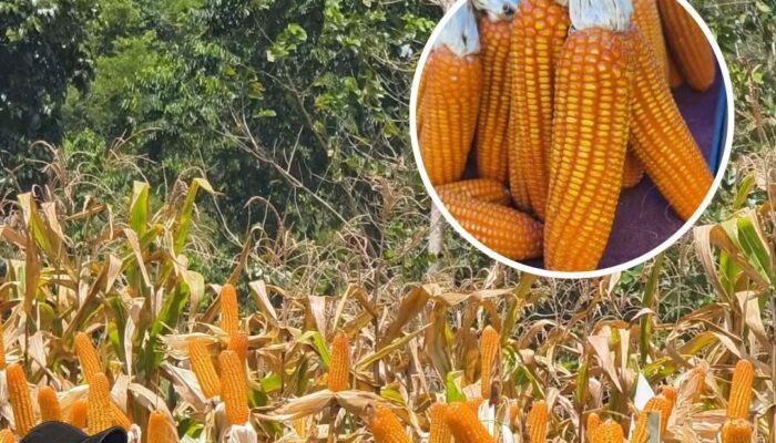 Petani di Bone Senang Harga Jagung Makin Menyala: Rp4700- Rp5000an per Kg