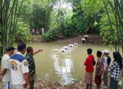 Viral Angkut Gabah Seberangi Sungai, Dandim 1407 Bone Pastikan Bangun Jembatan Bantu Petani